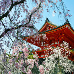御室桜 ～仁和寺に咲き誇る気高い花